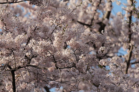 桜2