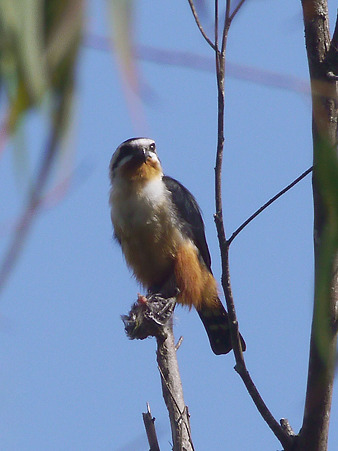 モモアカヒメハヤブサ(Collared Falconet) P1050068_R