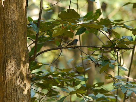 クロエリヒタキ・未修正2000x1500(Black-naped Monarch) P1060809