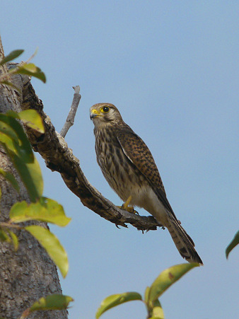 チョウゲンボウ(Common Kestrel) P1150267_R