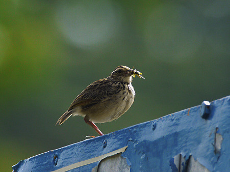 チャバネヤブヒバリ(Rufous-winged Bushlark)(Indochinese Bushlark) P1050498_R