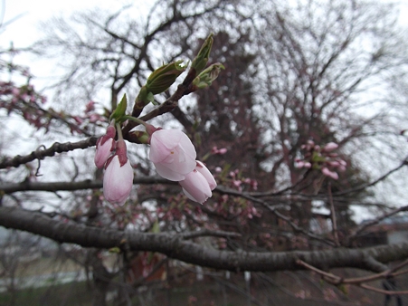 そしてやっぱり桜