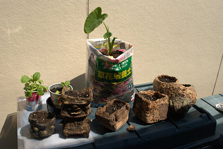 Pots made of pulp.