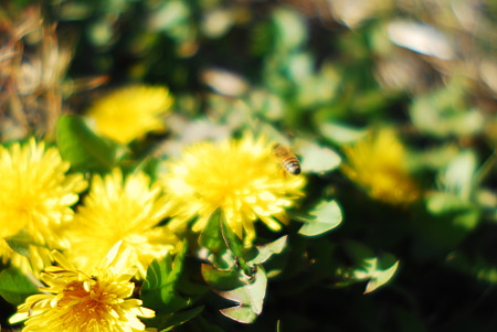 Japanese Dandelion and Honeybee.
