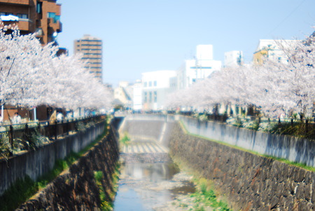 Sakura of the brook in the city.