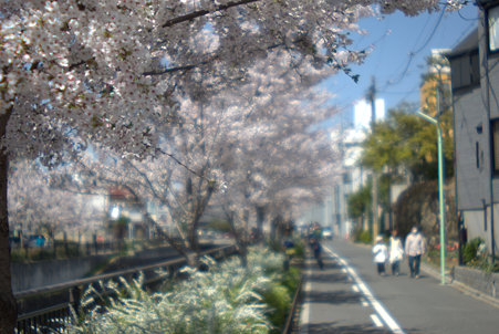 Families walk the path of Sakuras.