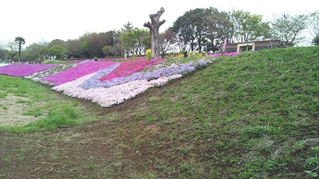 相模川芝桜3