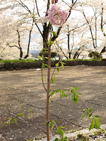 これから、おおきくなる