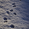 tracks.