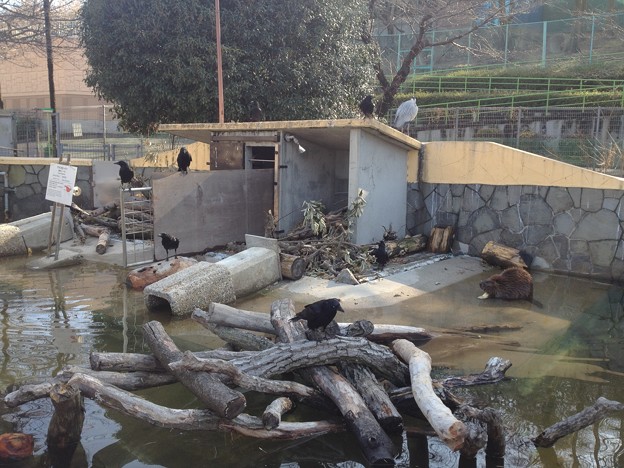 東山動植物園_08:ビーバーとその餌を狙うカラス