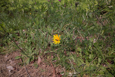 Dandelion05162011-02