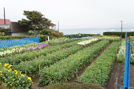 DSC01335