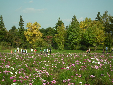 昭和記念公園 523