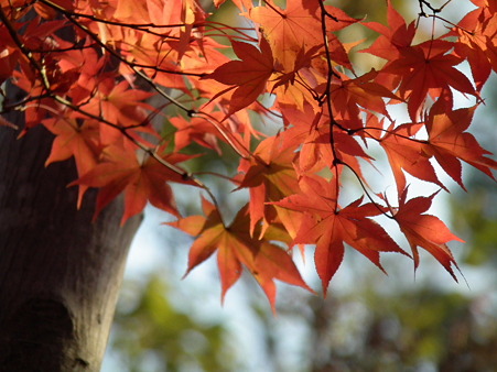 紅葉 699