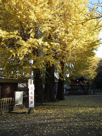 紅葉 517