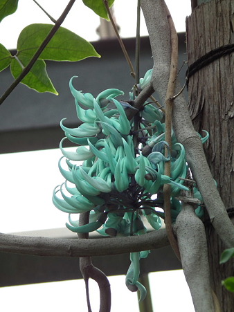 18薬用植物園ヒスイカズラ