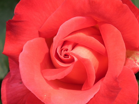 16智光山薔薇