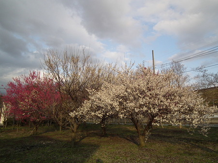 DSCF0224