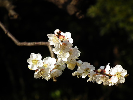 DSCF0605