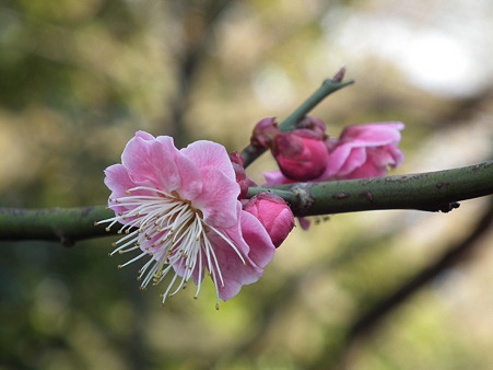 DSCF0661