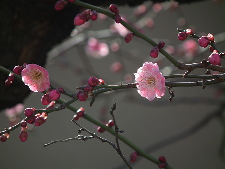 DSCF0023
