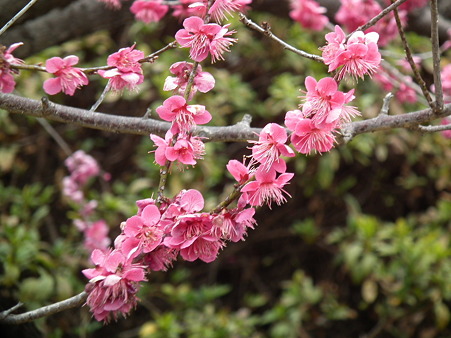 DSCF0337