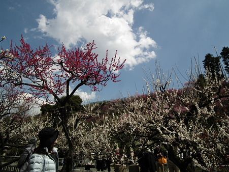 DSCF0137