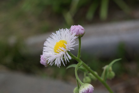 春紫苑（ハルジオン）