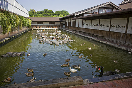 kakegawa110514332