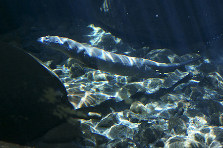 zoorasia110828007