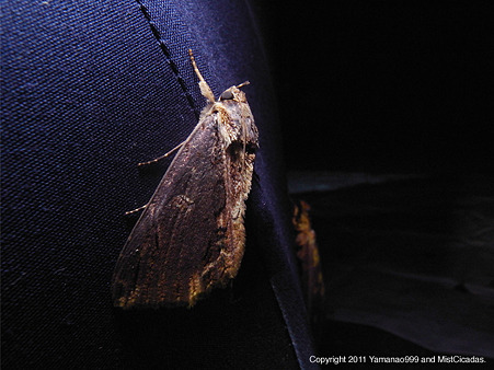 yamanao999_insect2011_324