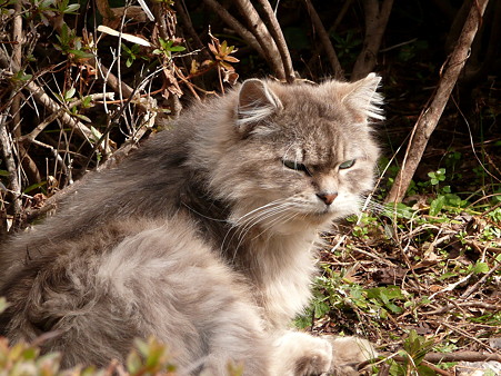 岩本山の猫たち