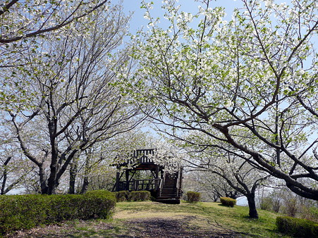 明星山の展望台