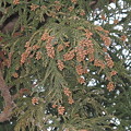 杉の花 杉の花