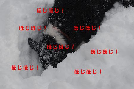 ほじ×