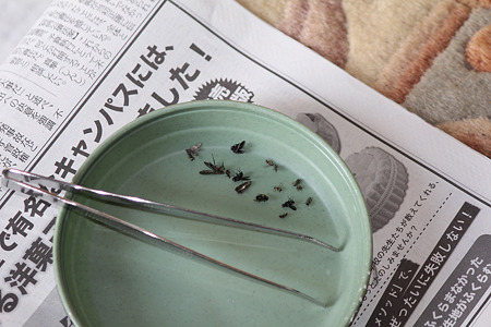 落ちていた虫