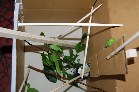 2011年09月09日_DSC_1138ナミアゲハの終齢幼虫