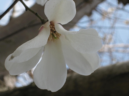 コブシの花