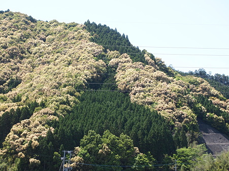 椎の花