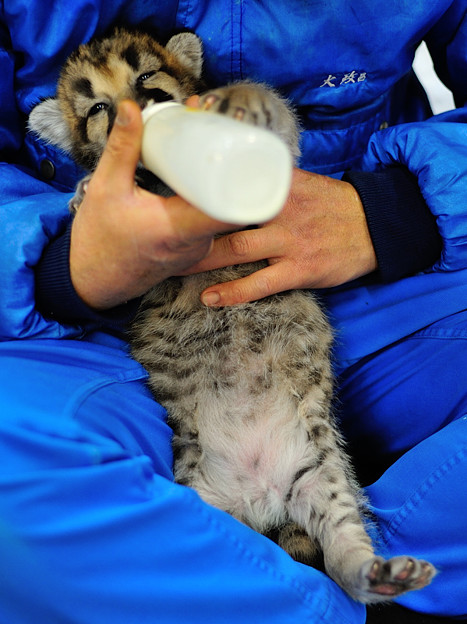美味しそうにミルクを飲むピューマの赤ちゃん