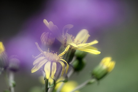 ツワブキの花