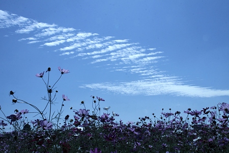 雲と 秋桜