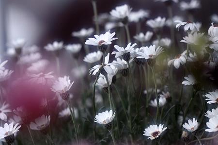セレブの花達～～