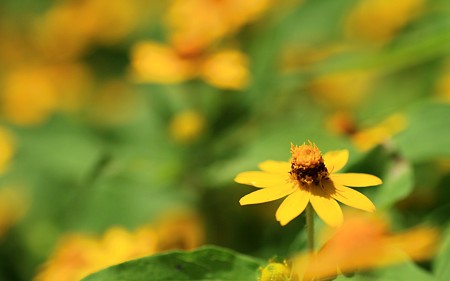 尼崎市都市緑化植物園003