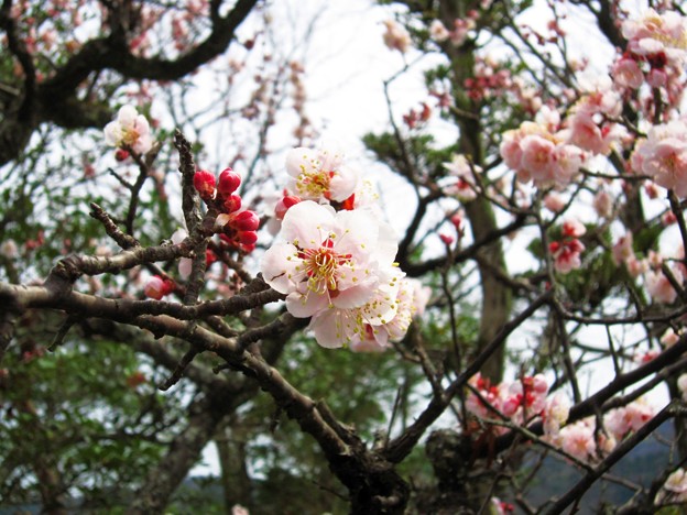 明治村