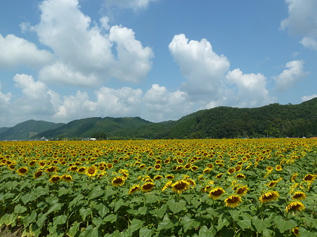 佐用ひまわり2011 004