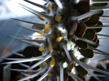 Alluaudia montagnacii