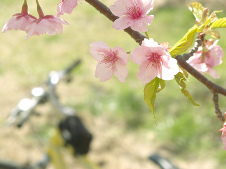 美和桜20120314_1