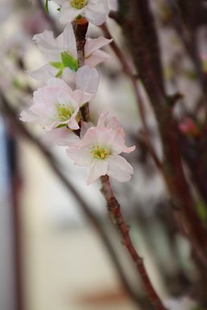 啓翁桜