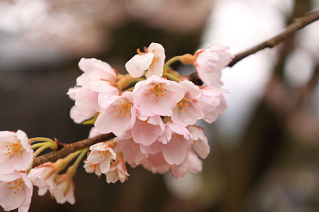 置賜さくら回廊　薬師桜